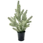Frosted Miniature Pine Tree In Black Pot Artificial Winter Decor 12"H Christmas