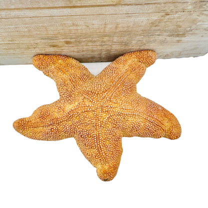 Lighthouse Wall Shelf Votive Tealight Holder With Starfish Base Coastal Decor