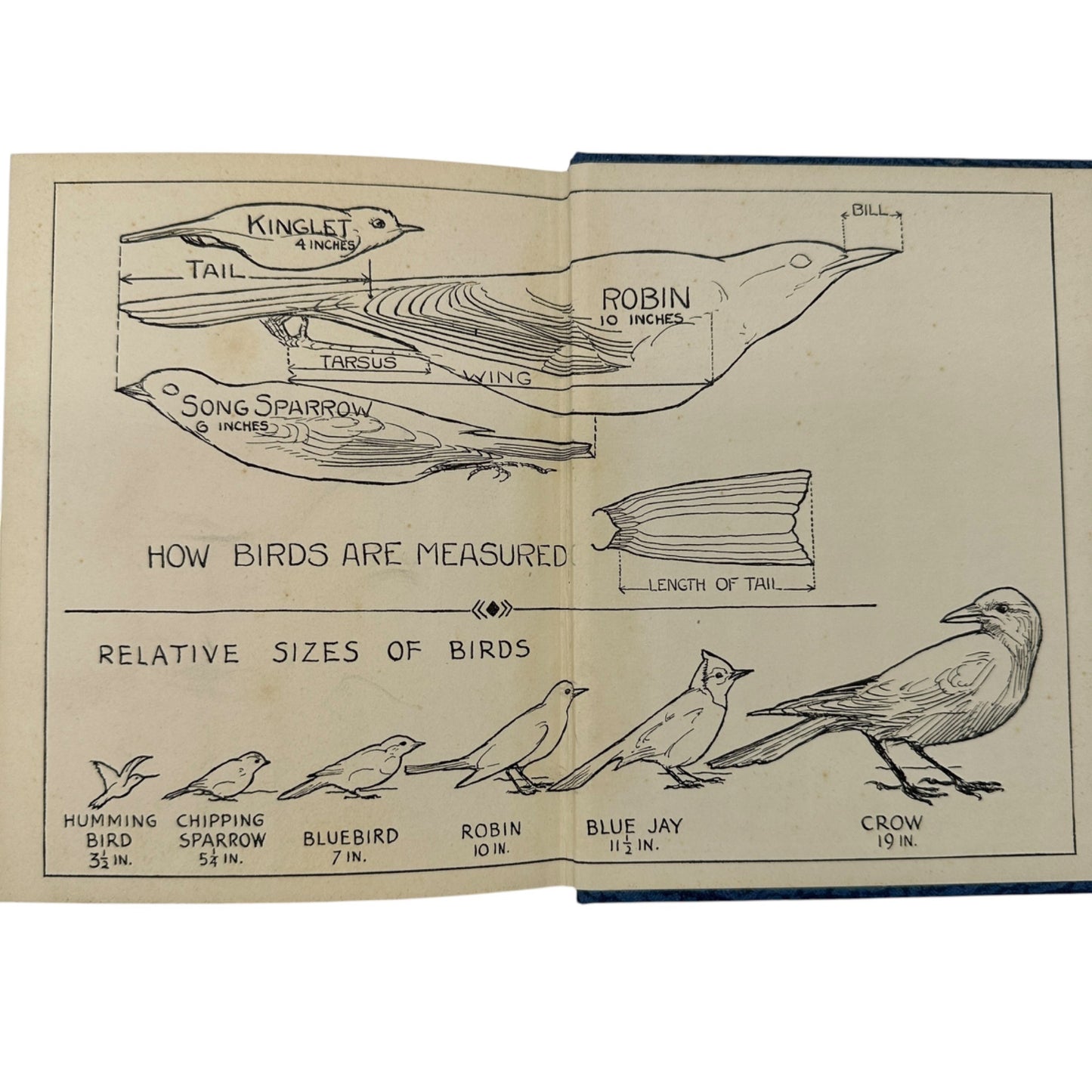 Glimpses Of Familiar Birds By William H. Carr 1931 Hardcover Illustrated