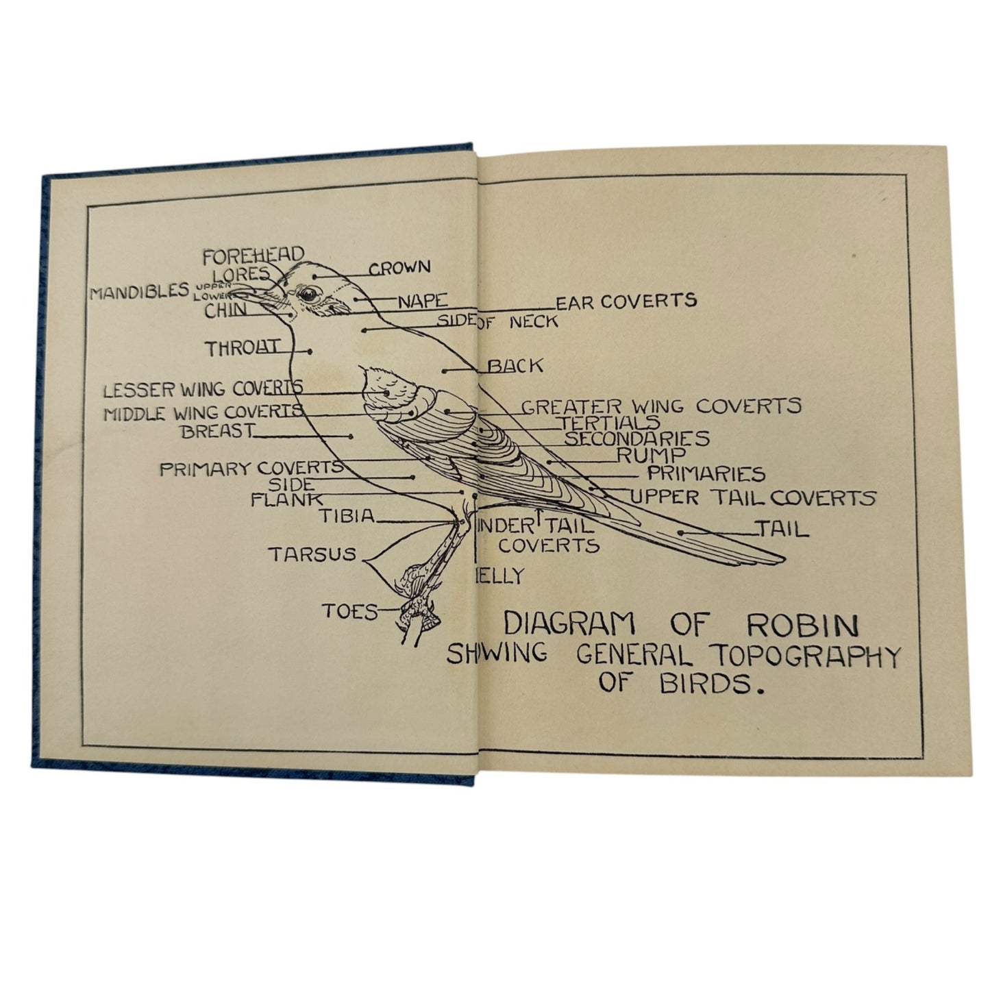 Glimpses Of Familiar Birds By William H. Carr 1931 Hardcover Illustrated