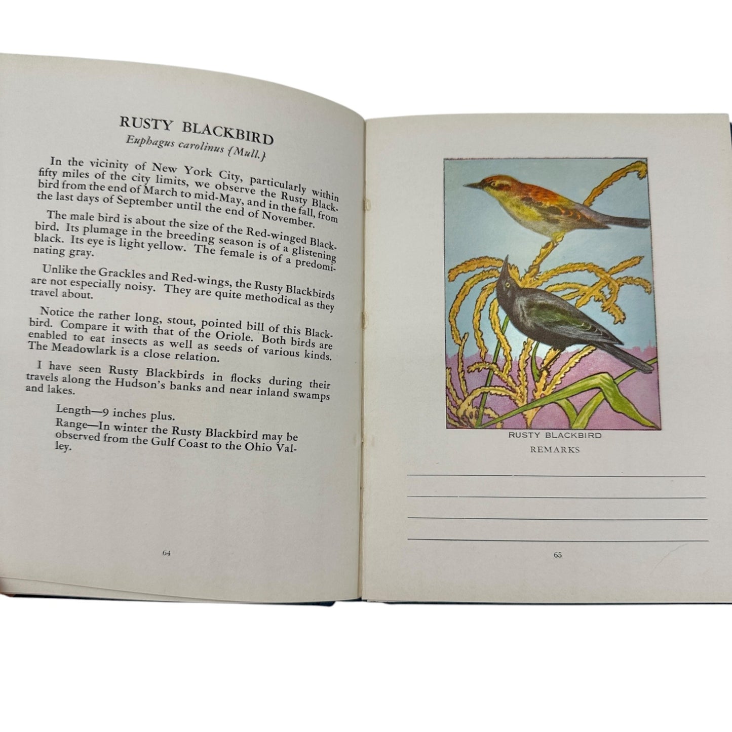 Glimpses Of Familiar Birds By William H. Carr 1931 Hardcover Illustrated