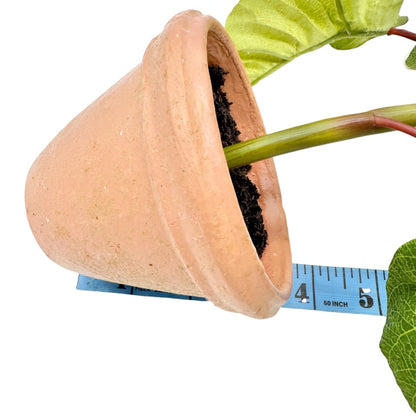 Pair of Faux White Poinsettia Plants In 3.5 inch Terracotta Pots 11 inches tall