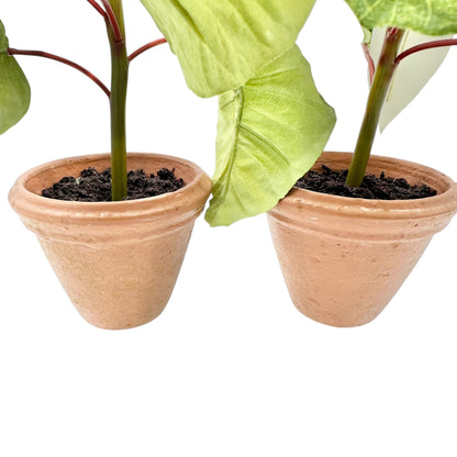 Pair of Faux White Poinsettia Plants In 3.5 inch Terracotta Pots 11 inches tall