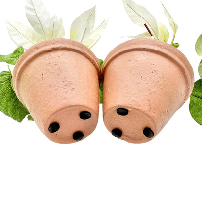 Pair of Faux White Poinsettia Plants In 3.5 inch Terracotta Pots 11 inches tall