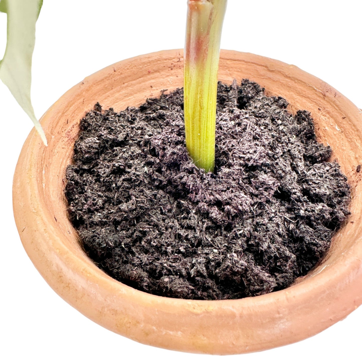Pair of Faux White Poinsettia Plants In 3.5 inch Terracotta Pots 11 inches tall