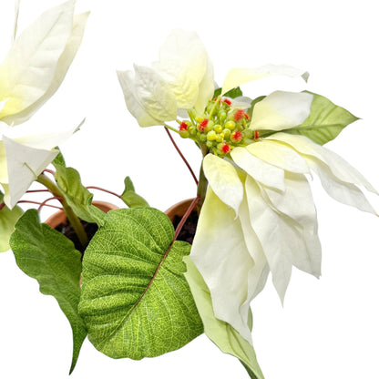 Pair of Faux White Poinsettia Plants In 3.5 inch Terracotta Pots 11 inches tall