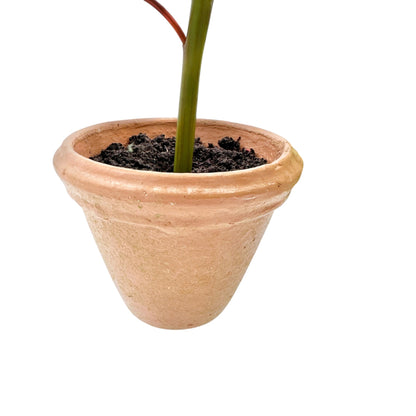 Pair of Faux White Poinsettia Plants In 3.5 inch Terracotta Pots 11 inches tall