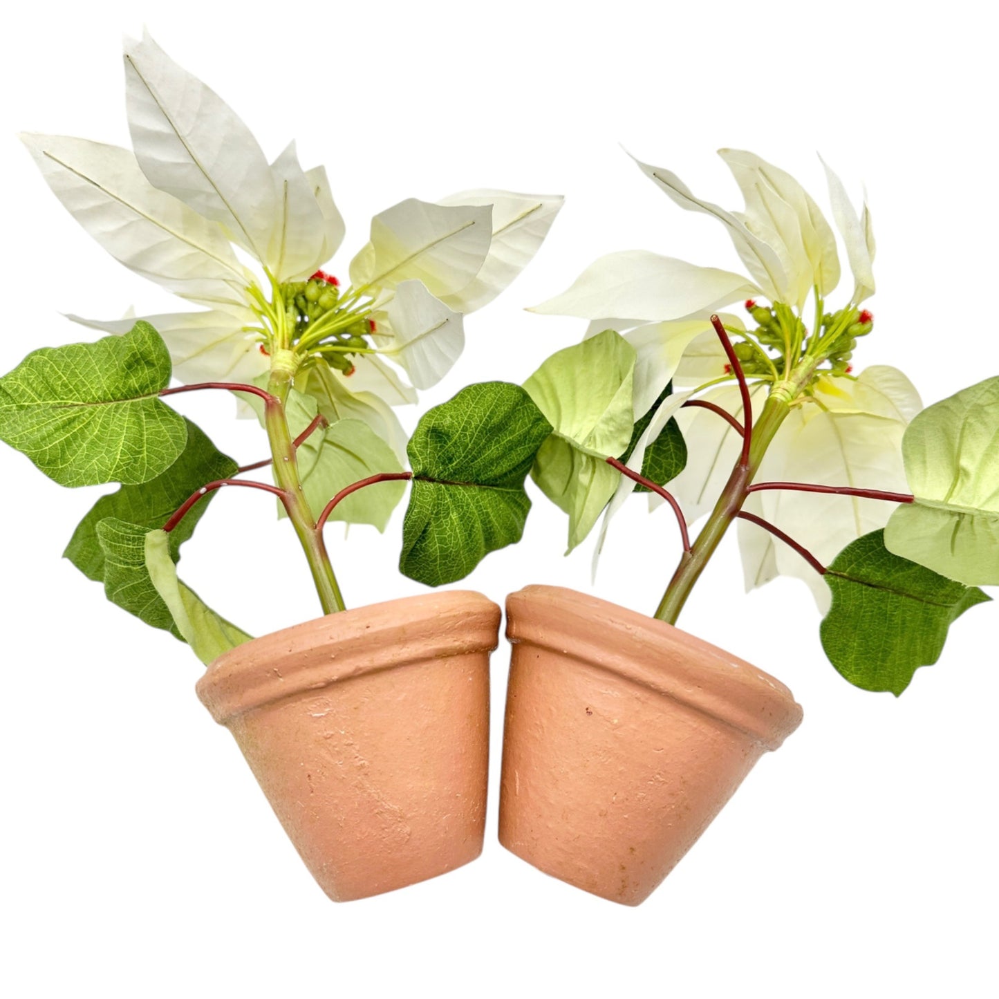 Pair of Faux White Poinsettia Plants In 3.5 inch Terracotta Pots 11 inches tall